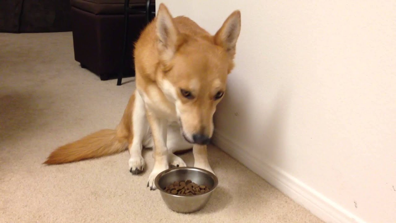 Xena, the most picky princess of dog eaters!! - YouTube