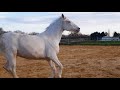 Des chevaux de couleur en pleine forme  sur lelevage des dieux