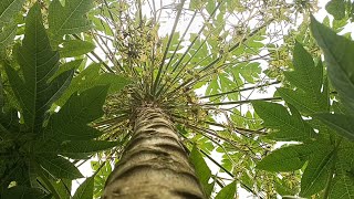 Canon M50 mark II Papaya tree view FHD