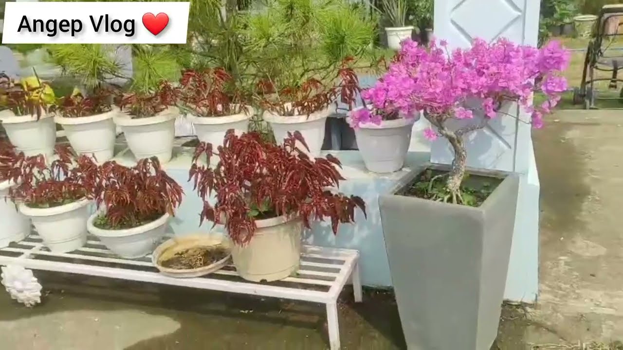 Amazing & beautiful Flowers garden