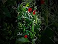 Poppy Flowers Dancing with Beautiful Background Music#nature #love #song