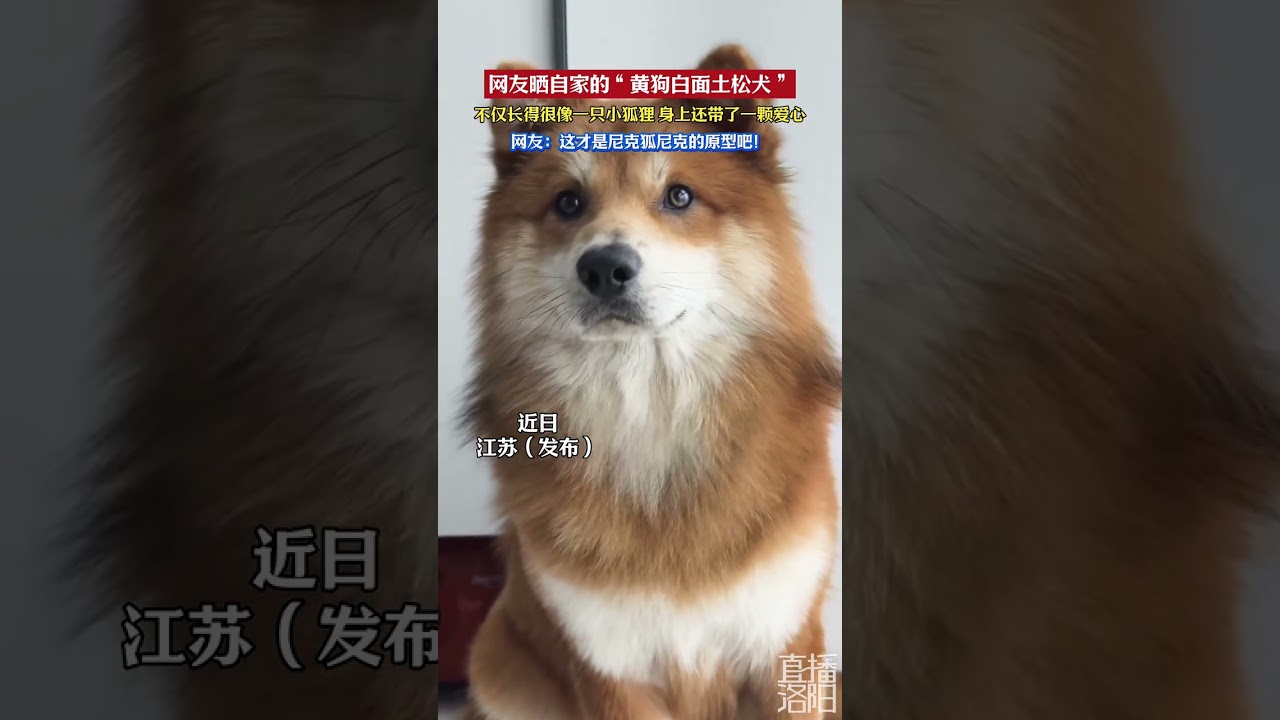 网友晒自家的“黄狗白面土松犬”，不仅长得很像一只小狐狸， 身上还带了