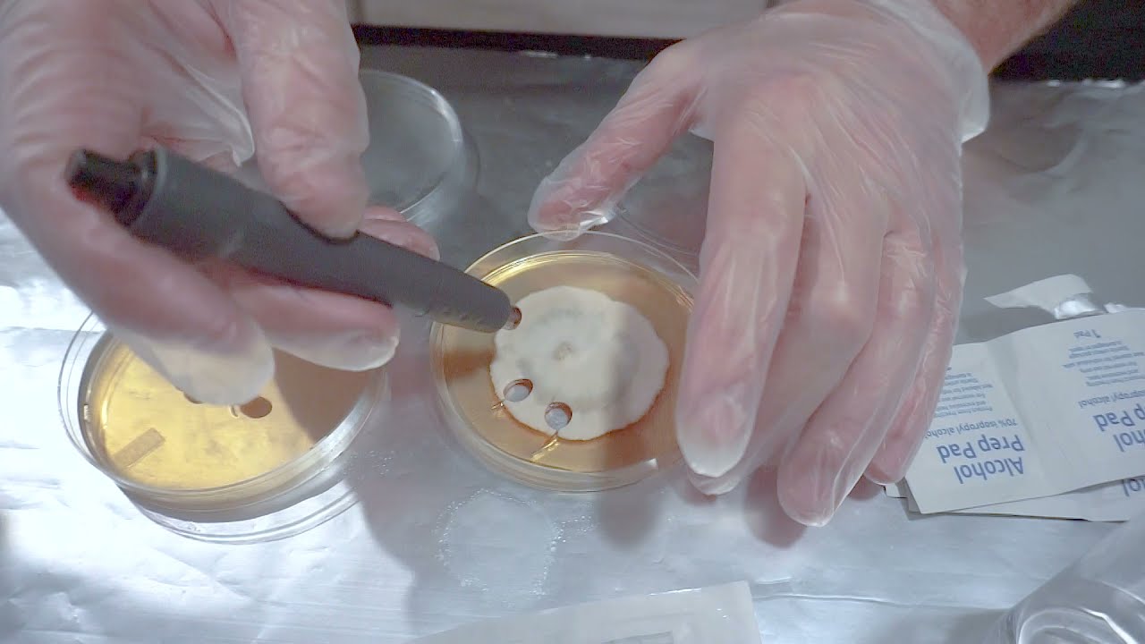 HOW TO USE AN AGAR PUNCH FOR AGAR TRANSFERS YouTube