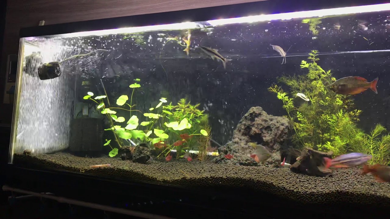 10水槽 熱帯魚 レインボーフィッシュ レッドファントム ルブラ Youtube