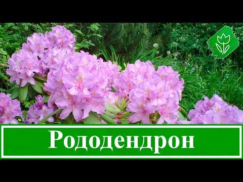 Рододендрон | Яркий кустарник