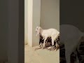 Hasan goat farm