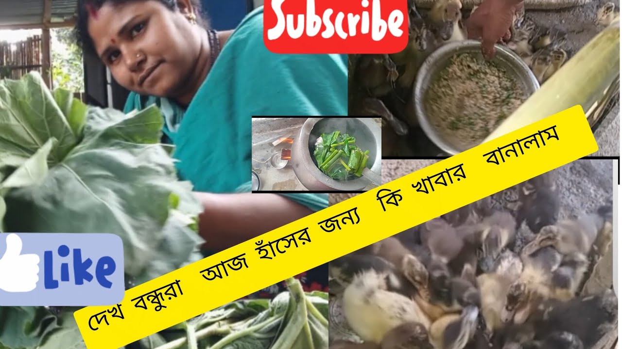 দেখো বন্ধু রা আজ হাঁসের জন্য নতুন খাবার  কি বানালাম 🐤🐣🐤🐥#orjinal #voice #long #video   💝💖