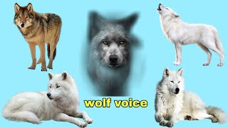 wolf howling wolf sound wolf howling wolf voice 🐺