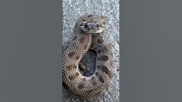 Thumbnail of Baby hognose snakes are spicy 🥵 #snake #funnyanimal #reptiles #hognosesnake