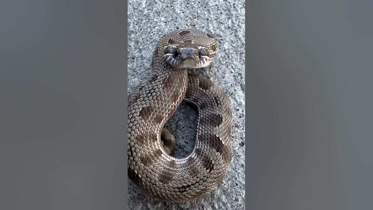 Baby hognose snakes are spicy 🥵 #snake #funnyanimal #reptiles #hognosesnake