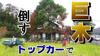 80歳の爺さんと庭の巨木をトップカーでなぎ倒す