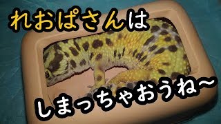 【ヒョウモントカゲモドキ】しまっちゃうれおぱさん