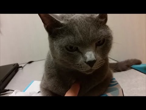 ティッシュ潰し猫の弱点ぽい所を１秒間に１６連射でツンツン - YouTube
