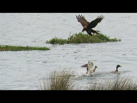 Aguilucho lagunero amaga a azulones. Vuelta Ostrera. Cantabria