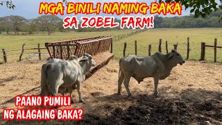 MGA BINILI NAMING BAKA SA ZOBEL FARM! | PAANO PUMILI NG ALAGAING BAKA? | SOLLE'S GANDANG BUHAY