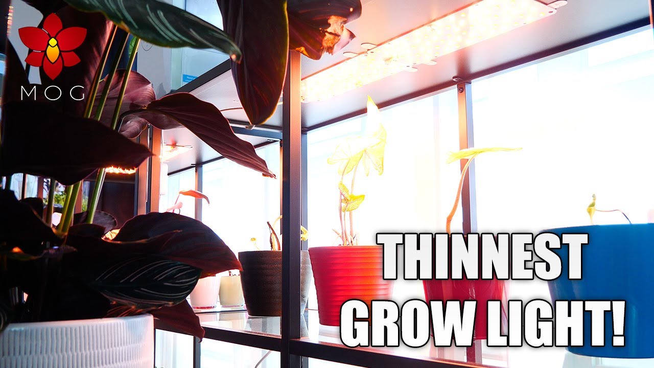 The thinnest LED grow light ever! 💡 + Update after 1 year use with Orchids!