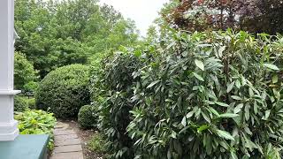 Dogwood, boxwood, viburnum and laurel pruning in Flemington New Jersey. ￼