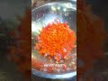 Simple Vegetable Pasta | பாஸ்தா