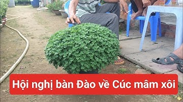 cúc mâm xôi chưa tẻ, cuộc trò chuyện của những người làm cúc mâm xôi, hoa Tết 2024