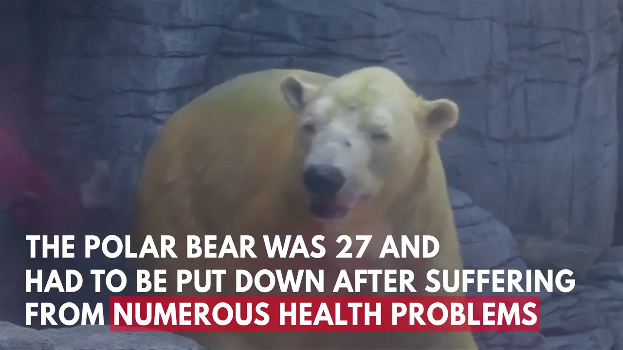 First Tropical Polar Bear Dies Aged 27 In Singapore Zoo YouTube