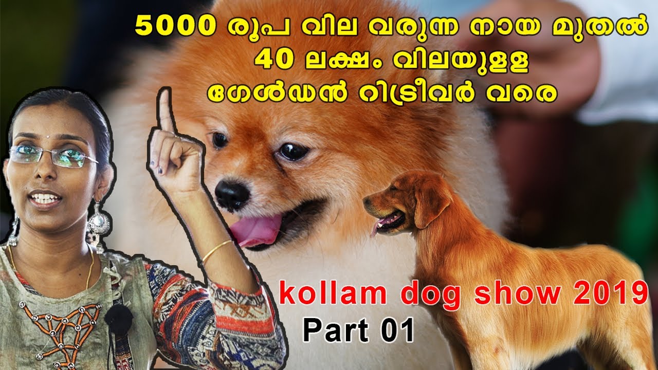 Kollam dog show 2019 YouTube