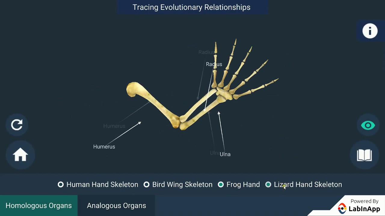 Tracing Evolutionary Relationship