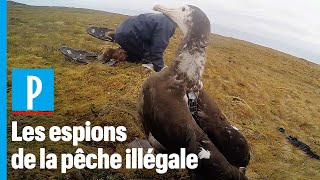 Des albatros équipés de GPS traquent les bateaux de pêche illégaux