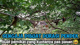 Suara Pikat Burung Kecil Durasi Paling Pendek Diyoutube 😀