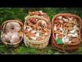 Полные корзины белых грибов! Плодородные ельники Калужской области, 7 августа 2021 года.