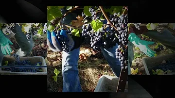 Four Seasons in California Wine Country ~ Video by Rosina Wilson ~ www.DrinkWineWithDinner.com