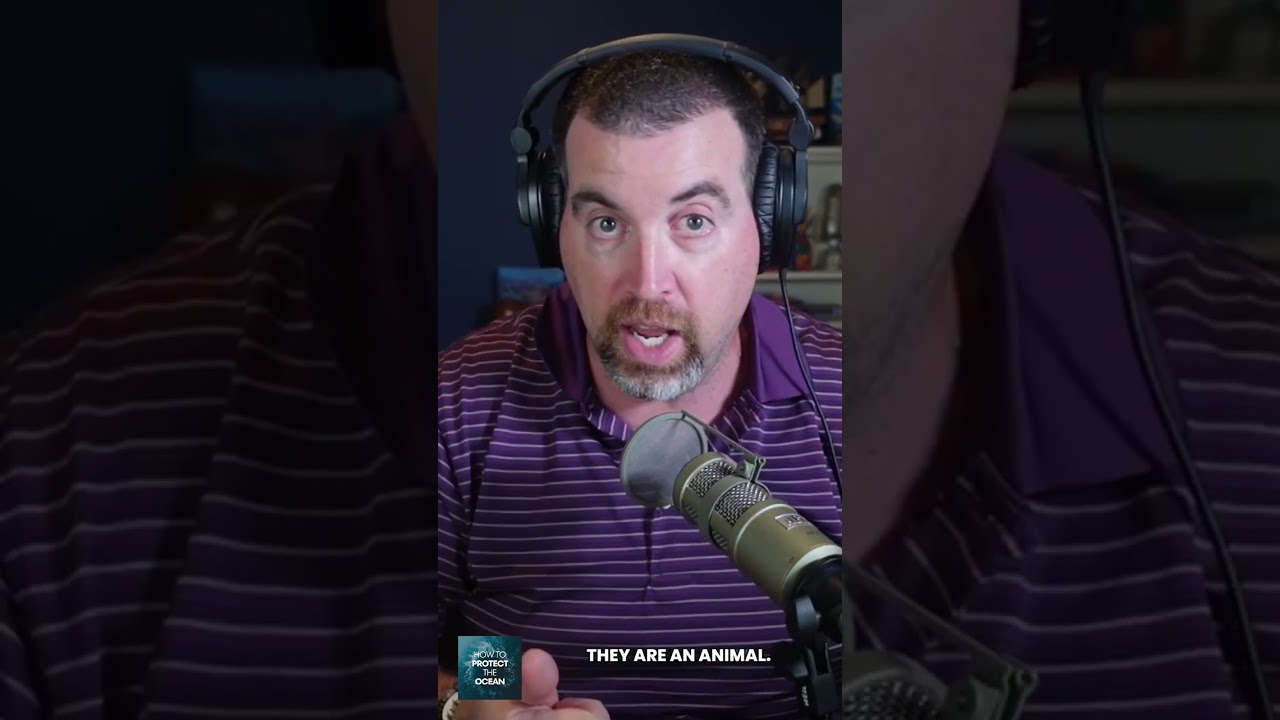 Coral reefs collapse fast when oceans heat up, our first climate tipping point.