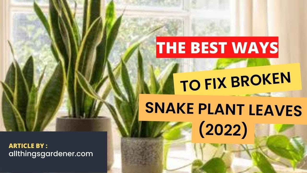 The Best Ways To Fix Broken Snake Plant Leaves (2022)