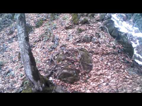 ისტორიაში პირველად ლაგოდეხის ნაკრძალში ნიამორი გამოჩნდა