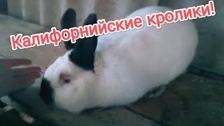 Племенное разведение  породистых кроликов/Племенные кролики!