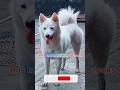 THE MOST BEAUTIFUL DOG FROM INDONESIA 😍 #viral #ytshorts #dog #indonesia