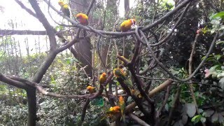 Parrots in Chime-Long Safari Park.