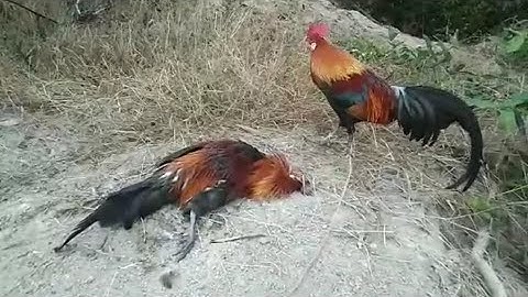 xov zoo kuv tij laug wb cov qaib dib tuaj zoo heev