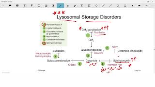 lysosomal storage diseases biochemistry │ مختصر امراض خزن اللايسوسومات