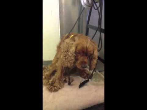 jordy a1504535 south los angeles animal shelter 8 30 14 youtube