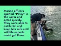 Holmes Beach police save 'Petey' the pelican