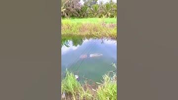 Động lực cố gắn - đặc công lặn