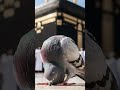 Allah likhe #islamicshorts #deeni #allahhuakbar #beautiful #deenivoice #deenibaatien