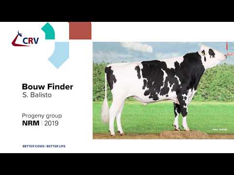 CRV-progeny group Bouw Finder #NRM2019