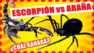 ESCORPIÓN vs ARAÑA VIUDA NEGRA. Lucha a Muerte entre insectos#2