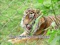 Zoo Mesh-Stainless steel wire rope mesh