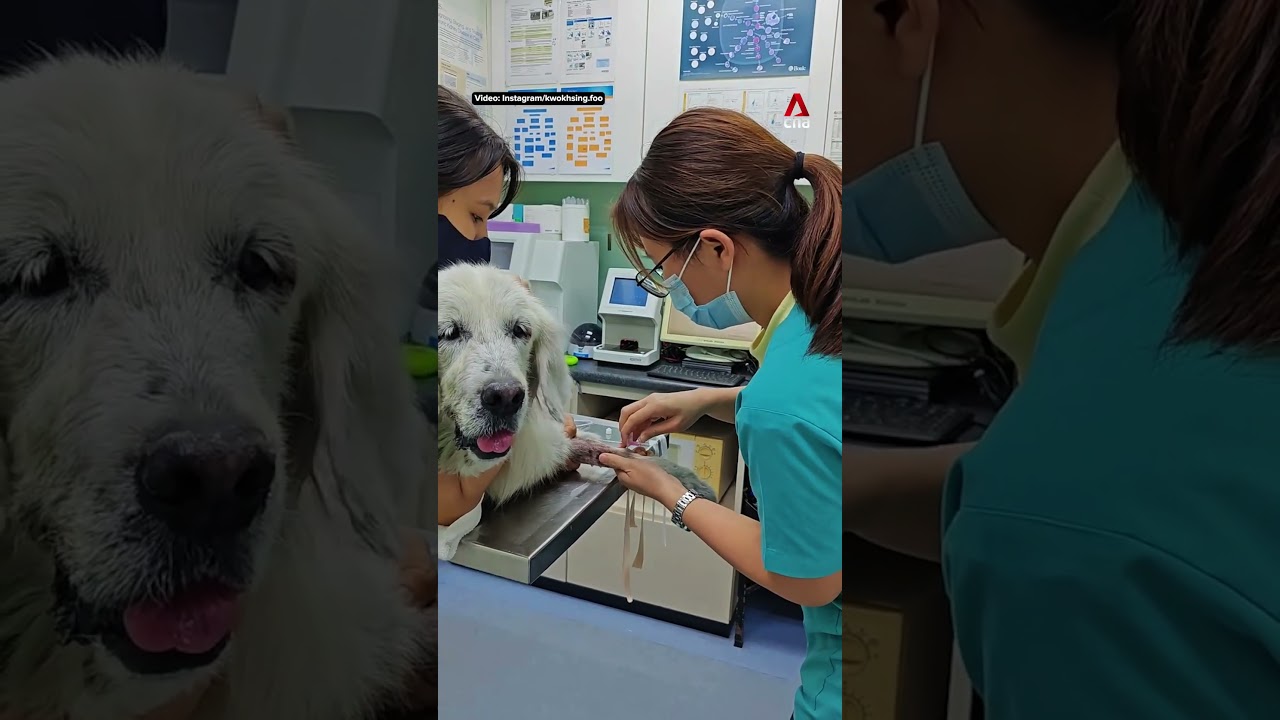 Pets rescued by firefighters after gas pipeline fire in Malaysia