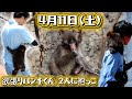 【4月11日(土)】今日のパンチくんをお届けします2026.4.11 市川市動植物園 Punch the monkey