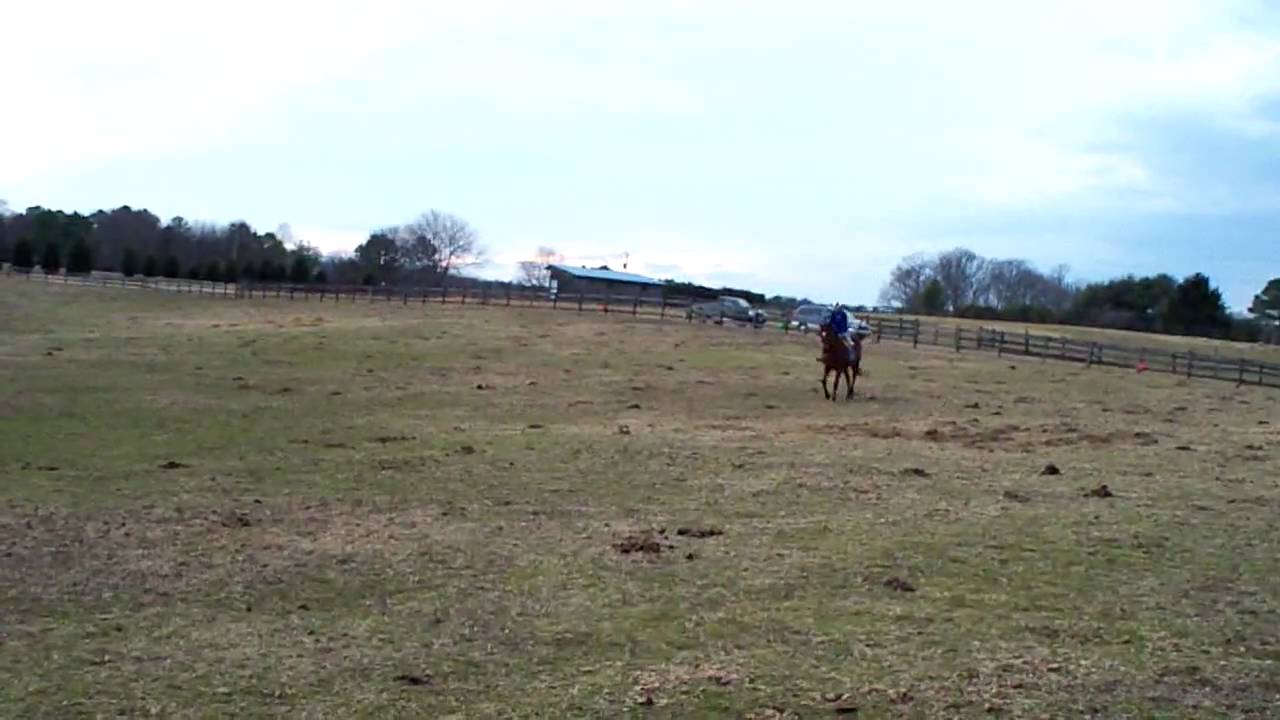 horseshoe bend Test Driving Thoroughbred Race Horse For Sale