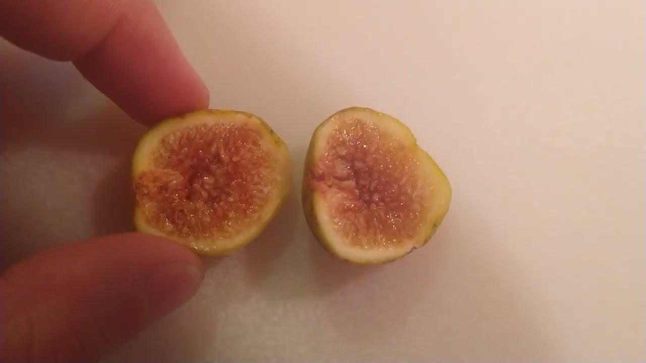 Fig Review #10: Brooklyn White. Not disappointed at all! Excellent fig!