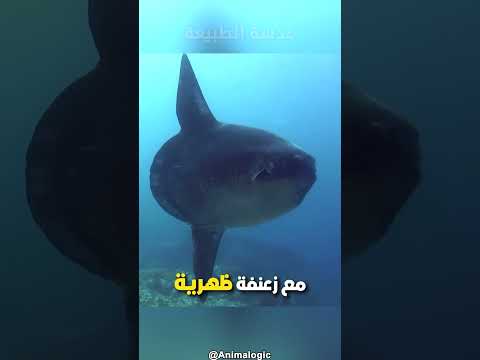 أغرب الأسماك على وجه الأرض سمكة شمس المحيط